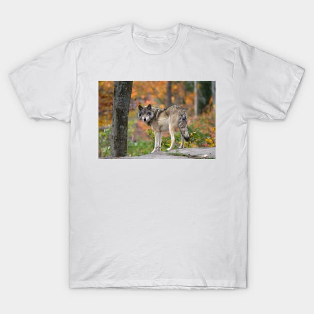 Timber Wolf T-Shirt by Jim Cumming